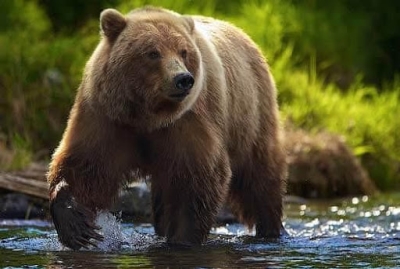 Буковина: У лісах під Чернівцями оселився великий бурий ведмідь